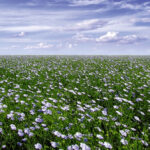 (Flax Council of Canada photo)
