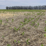 A soybean field in Argentina. Hot and dry weather in soy- and corn-growing areas of Argentina and Brazil has been supporting those commodities in Chicago.