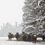 Price increases seen on heavier cattle