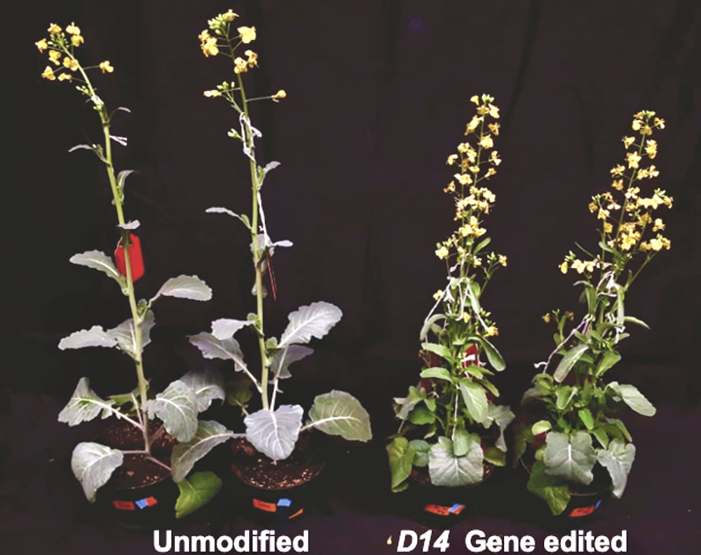 Using gene editing to create a more compact canola with more flowers was the goal of University of Calgary Professor Marcus Samuel and his research team.