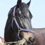 Feed only quality grass or hay and free-choice salt, mineral and fresh water for the duration of two weeks.
