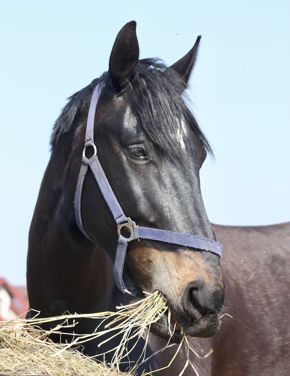 Feed only quality grass or hay and free-choice salt, mineral and fresh water for the duration of two weeks.