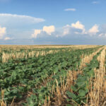 A successful canola harvest requires a season-long commitment