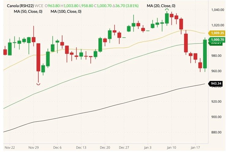 ICE March 2022 canola (candlesticks) with 20-, 50- and 100-day moving averages (yellow, green and black lines). (Barchart)
