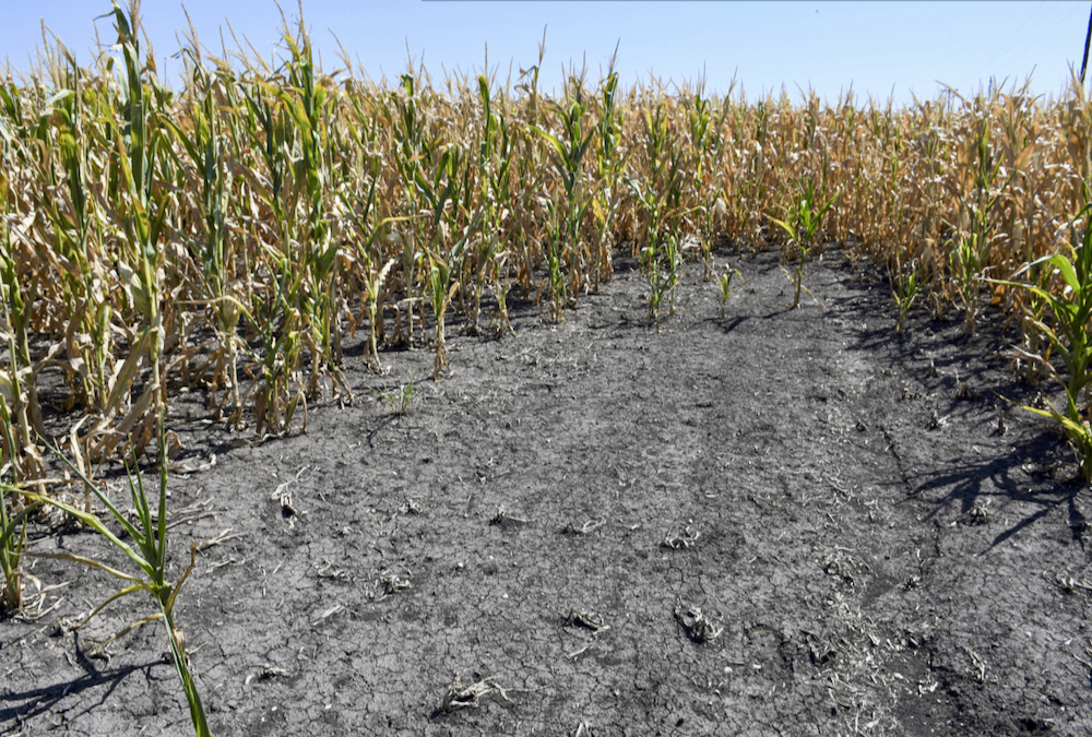 A cornfield near Victoria, about 300 km northwest of Buenos Aires, on Jan. 13. Agencies have cut back their forecasts for Argentina’s corn and soybean crops due to recent heat and drought.