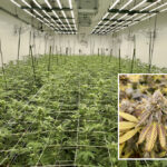 Cannabis in production at Canendo Cannabis’s indoor growing facility.
