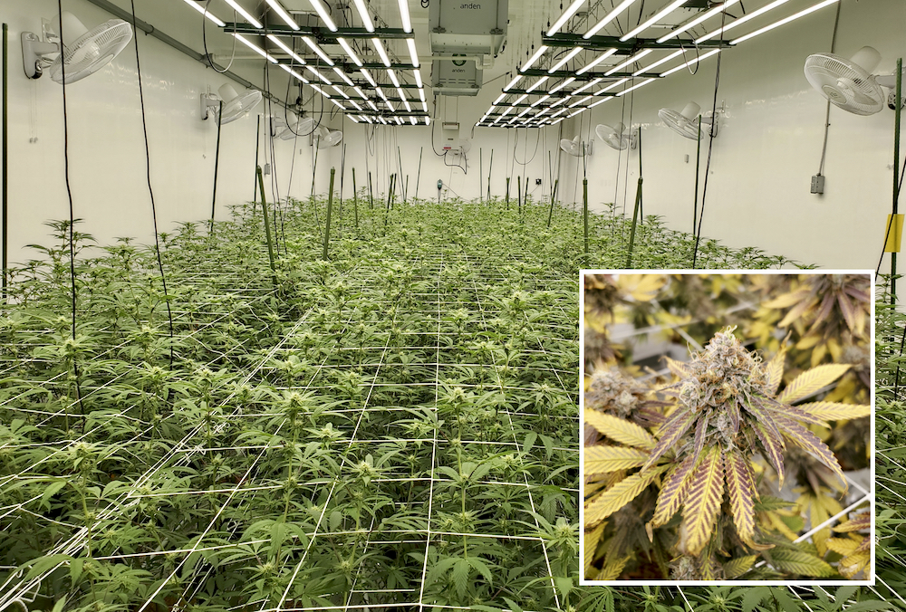 Cannabis in production at Canendo Cannabis’s indoor growing facility.