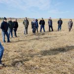 Canada thistles pop through on one of the fields  still under recovery at Green Beach Farm & Food.