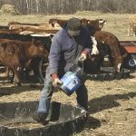 Cattle receive supplemented feed at the Myhre farm near Crane River, Man.