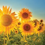 Everyone talks about the weather but farmers live it.