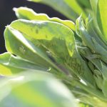 “Having more selective insecticide options is welcome, as a fundamental component of integrated pest management is preserving natural enemies of crop feeding pests.” – John Gavloski, Manitoba Agriculture.