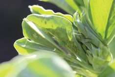 “Having more selective insecticide options is welcome, as a fundamental component of integrated pest management is preserving natural enemies of crop feeding pests.” – John Gavloski, Manitoba Agriculture.