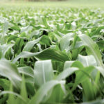 The true cost of producing a field of corn goes beyond just the inputs to grow the crop.