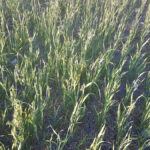 Crop insurance figures growing fast