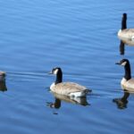 File photo of Canada geese in a park in Nova Scotia. (Andyqwe/iStock/Getty Images)
