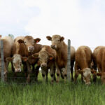 Manitoba Grazing Exchange opens for business