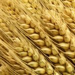 What about wheat?