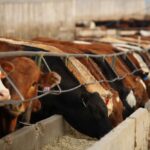 (Photo courtesy Canada Beef Inc.)
