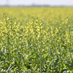 Can a cool-season plant such as canola cope with a warmer summer and still be productive?