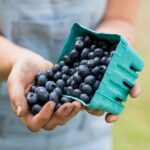 File photo of Canadian farm-grown blueberries. (LittleCityLifestylePhotography/iStock/Getty Images)
