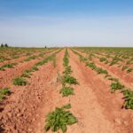 File photo of a Prince Edward Island potato field. (Onepony/iStock/Getty Images)
