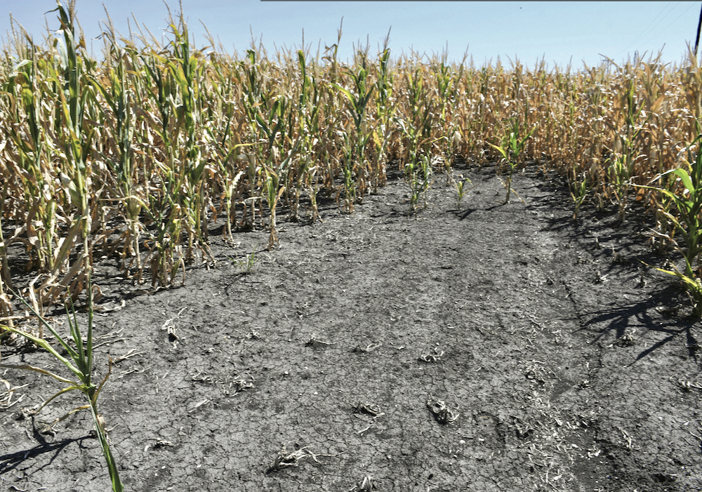 A cornfield in Argentina’s Entre Rios province on Jan. 13. Drought and a heat wave have sharply cut the forecasts for the country’s 2021-22 corn and soybean harvests.