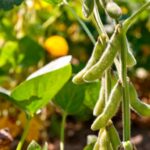 More forecasts for Brazil’s soybean crop slashed