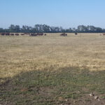 “MBP has been advocating since the onset of the program for recognition of some of these other extraordinary expenses that weren’t included in the feed assistance component... ” – Carson Callum, Manitoba Beef Producers.