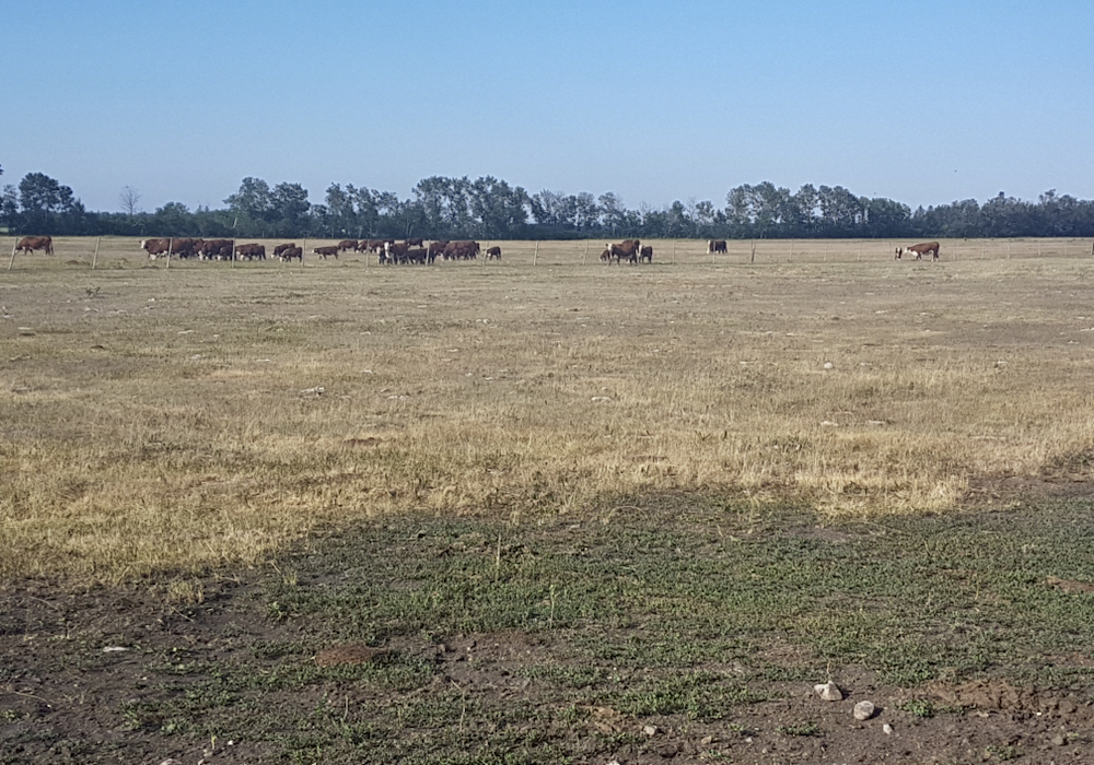“MBP has been advocating since the onset of the program for recognition of some of these other extraordinary expenses that weren’t included in the feed assistance component... ” – Carson Callum, Manitoba Beef Producers.