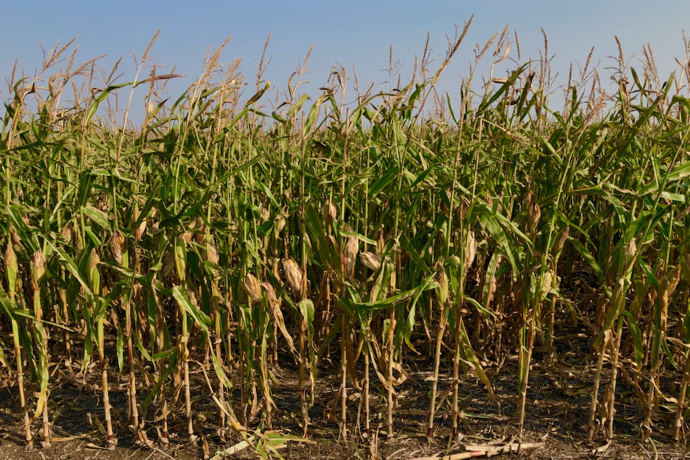 Standing corn north of St. Adolphe, Man. on Sept. 19, 2021. (Dave Bedard photo)
