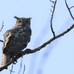 A great horned owl perches on a tree branch.