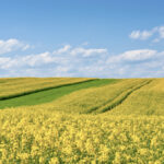 Agronomists say the drought has left a lot of variability out there, so careful soil testing will be a valuable tool.