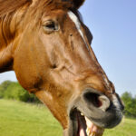 A horse that feels safe will be generally better adjusted emotionally, easier to work with, and overall healthier.