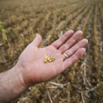 Anderson Soletti shows beans from a drought-hit soy crop at Espumoso in Brazil’s Rio Grande do Sul state on Jan. 10, 2022.
