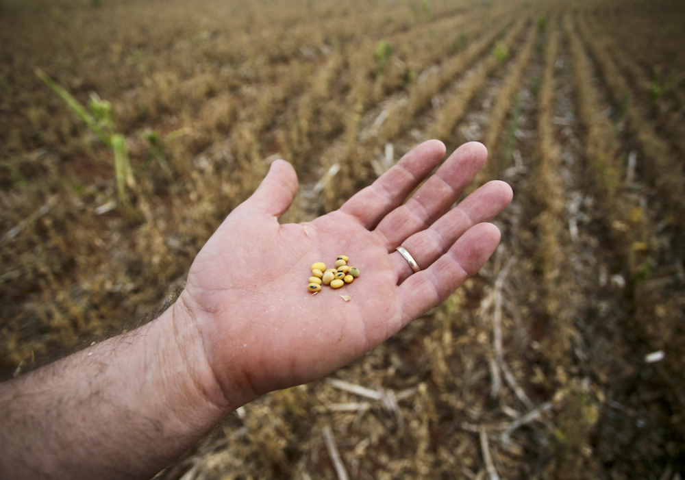 Anderson Soletti shows beans from a drought-hit soy crop at Espumoso in Brazil’s Rio Grande do Sul state on Jan. 10, 2022.
