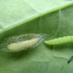 Diamondback hit the eastern part of the province and the Interlake hardest last year.