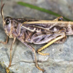 Clear-winged grasshoppers were also present but mostly gave crops a pass in favour of pasture.