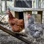 “There’s a pretty standardized model for how to have backyard chickens in cities.” – Louise May.