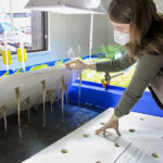 Greenhouse manager Carmen Grey lifts a raft of lettuce to show the roots underneath.