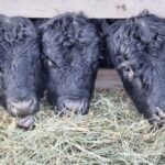 (Murphy Shewchuk/iStock/Getty Images)
