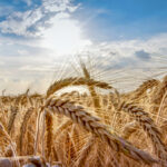 Canada exports organic wheat around the world.