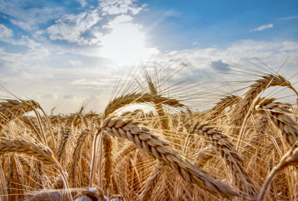 Canada exports organic wheat around the world.