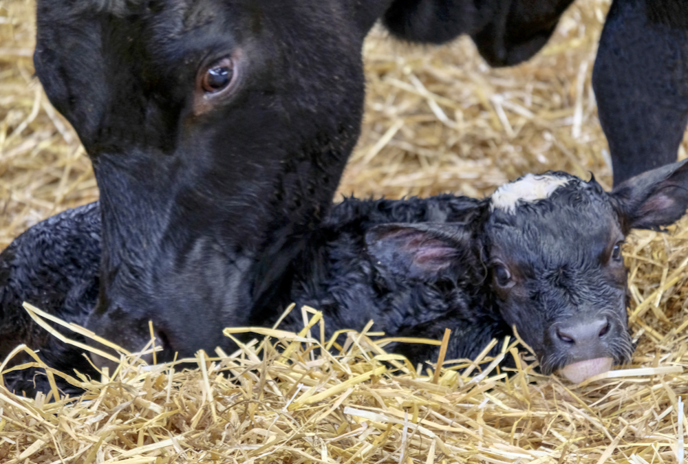 Make sure any video sources you’re learning from are reputable.