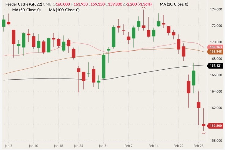 CME April 2022 feeder cattle (candlesticks) with 20-, 50- and 100-day moving averages (pink, brown and black lines). (Barchart)
