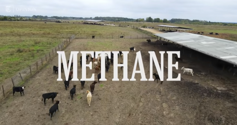A still from a New York Times video that suggests modern agriculture is doing irreparable harm to our planet.