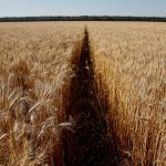 File photo of a wheat field in northern Ukraine on July 14, 2016. (File photo: Reuters/Valentyn Ogirenko)
