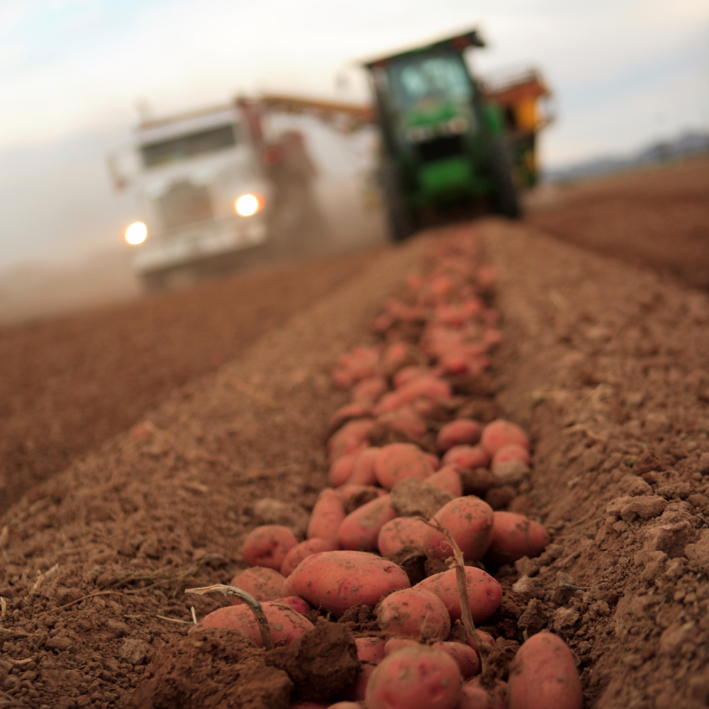 Province proposes open table potato and root vegetable market