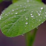 Argentine Farm Belt rains bring some relief to soy, corn