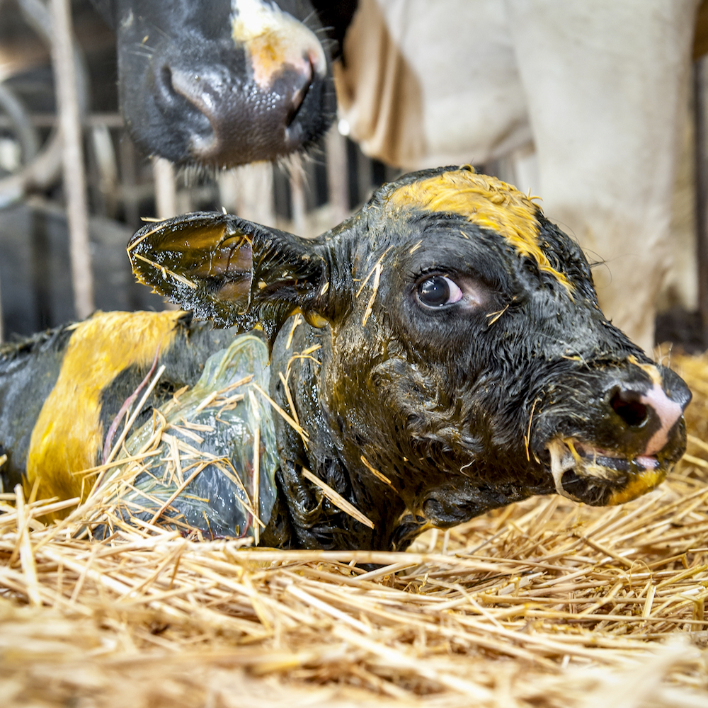 More calves in the first round is a winning formula