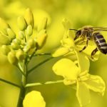 Pollinators key to canola crops’ success